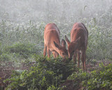 Twins Sharing a Meal