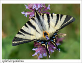 Scarce Swallowtail ( Iphiclides-podalirius) jpg