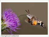 Macroglossum stellatarum