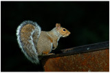  Eastern gray squirrel (Sciurus carolinensis)