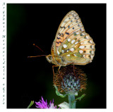 Argynnis (Mesoacidalia) aglaja