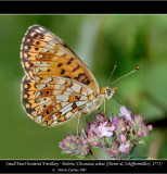 Boloria-Clossiana-selene