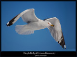 larus delawarensis.jpg