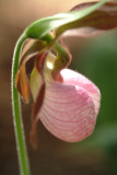 Pink Ladyslipper