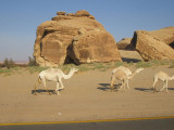 Camel Walk.jpg