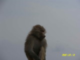 Monkey-2.jpg