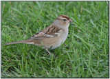 Bruant  couronne blanche ( White-crowned Sparrow )