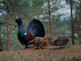  Capercaillie                         _DSC0508.