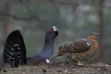  Capercaillie              _DSC0260