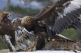 Golden eagle          _DSC1836