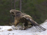 Golden eagle        _DSC1845