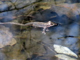 Spring Peepers - Pseudacris Cruciferis