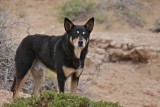 Australian Kelpie (Sheep Dog)