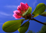 Rhododendron Blossom