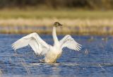 Tundra Swan (Juv)  Nisqually NWR