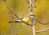 Tropical Kingbird (M), Warren Magnuson Park, Seattle