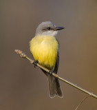 Tropical Kingbird (M), Warren Magnuson Park, Seattle