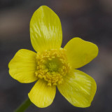 Ranunculus occidentalis  Western buttercup