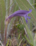 Orobanche uniflora  Naked broomrape