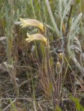 Orobanche uniflora  Naked broomrape