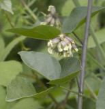 Psoralea physodes (syn. with Ruppertia p.)