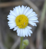 Erigeron strigosus