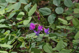 Vicia americana American vetch