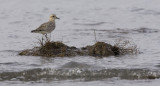 Black-bellied Plover