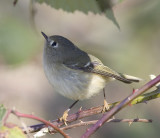 Ruby-crowned Kinglet