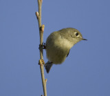 Ruby-crowned Kinglet