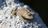 western toad