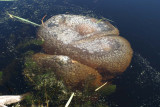 moss animal  (part animal, part plant) possibly Pectinatella magnifica?