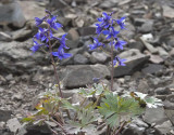 Delphinium glareosum  Scree larkspur