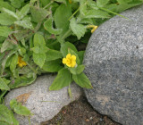 Mimulus moschatus