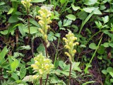 Mt. Rainier lousewort  Pedicularis rainierensis