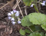 Synthyris reniformis  snow queen