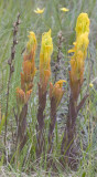 Castilleja levisecta  Golden paintbrush