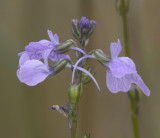 Linaria canadensis v. texana