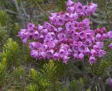 Phyllodoce empetriformis