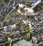 Chimaphila menziesii