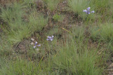 Brodiaea howellii (syn. Triteleia grandiflora v. howellii)