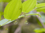 Streptopus amplexifolius v. americanus