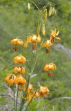 Lilium columbianum  western tiger lily