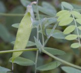 Lathyrus torreyi  Torreys vetch