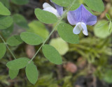 Lathyrus torreyi  Torreys vetch