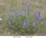 Lupinus lepidus