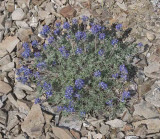 Lupinus lobbii