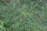 Oemleria ceraformis (in fruit)  Indian plum