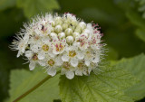 Physocarpus capitatus  Ninebark