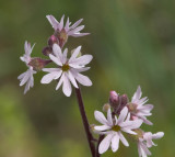 Lithophragma parviflora  small-flowered prairie-star